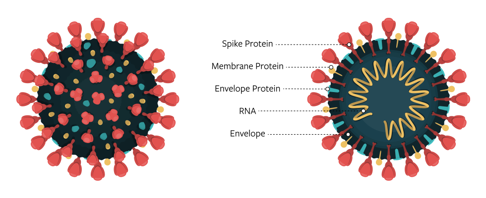 A diagram of the virus that causes COVID-19.  