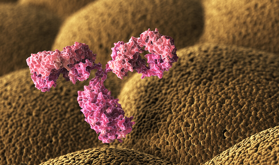 An antibody is a large, Y-shaped protein that helps protect us from future infection. 